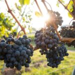 Renewable-Energy-Made Wines: 7 Proven Reasons Eco-Friendly Wines Are the Ultimate Shift for Organic Beauty Lovers