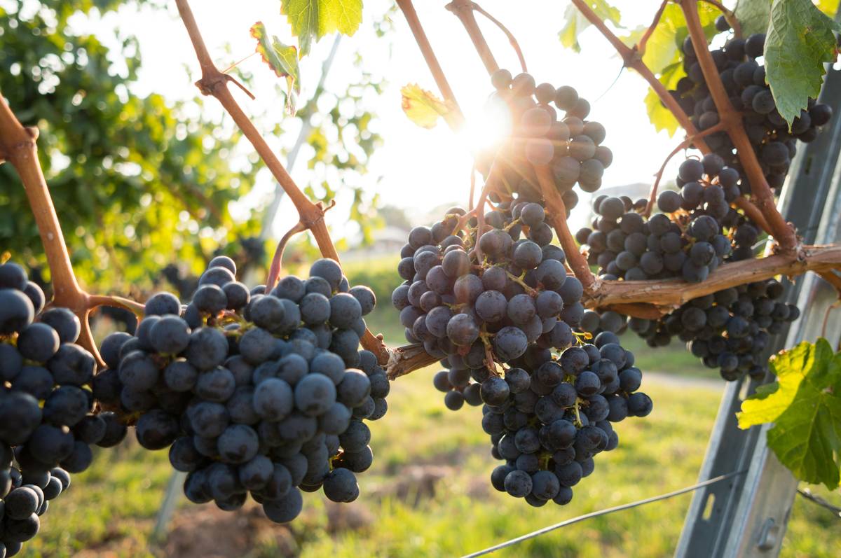 Renewable-Energy-Made Wines: 7 Proven Reasons Eco-Friendly Wines Are the Ultimate Shift for Organic Beauty Lovers